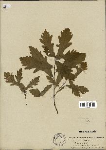 spécimen de Quercus robur