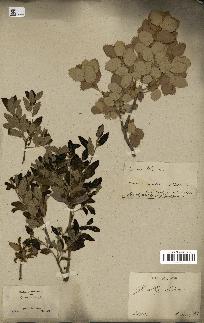 spécimen de Quercus ilex