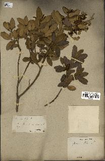 spécimen de Quercus ilex