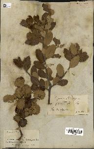 spécimen de Quercus ilex