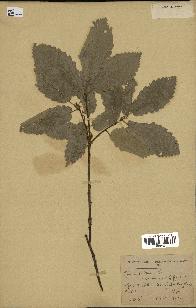 spécimen de Quercus faginea