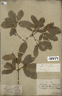spécimen de Quercus faginea