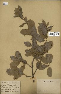 spécimen de Quercus faginea
