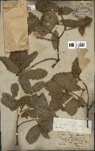 spécimen de Quercus faginea