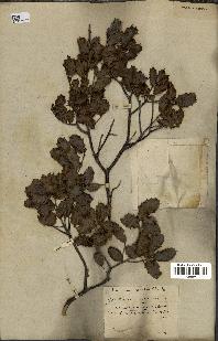 spécimen de Quercus coccifera