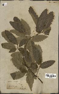 spécimen de Quercus castaneifolia