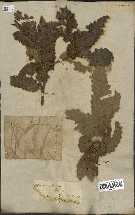 spécimen de Quercus castaneifolia