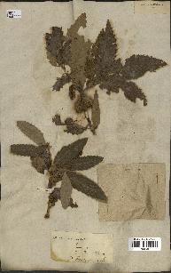 spécimen de Quercus castaneifolia