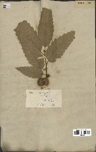 spécimen de Quercus castaneifolia