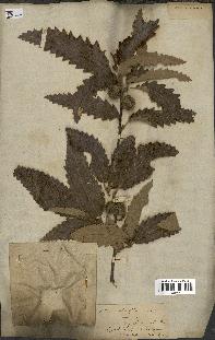 spécimen de Quercus castaneifolia