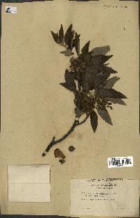 spécimen de Quercus castaneifolia