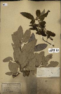 spécimen de Quercus afares