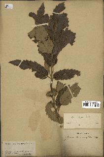 spécimen de Quercus afares