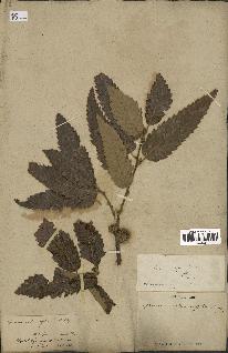 spécimen de Quercus afares
