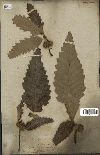 spécimen de Quercus castaneifolia