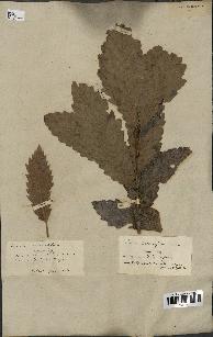 spécimen de Quercus castaneifolia