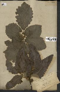 spécimen de Quercus castaneifolia