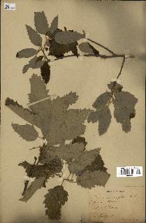 spécimen de Quercus castaneifolia