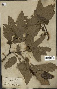 spécimen de Quercus castaneifolia