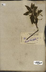 spécimen de Quercus castaneifolia