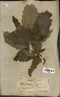 spécimen de Quercus castaneifolia