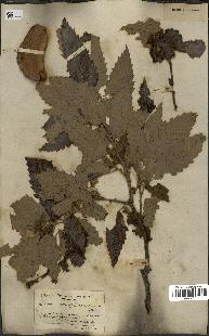 spécimen de Quercus castaneifolia