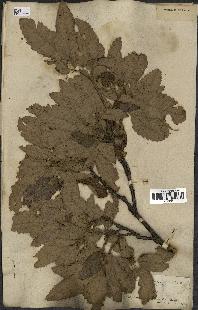 spécimen de Quercus castaneifolia