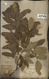 spécimen de Quercus castaneifolia
