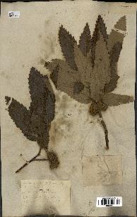 spécimen de Quercus castaneifolia