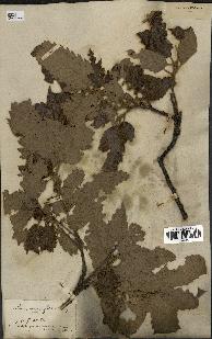 spécimen de Quercus castaneifolia