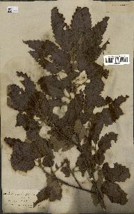 spécimen de Quercus castaneifolia