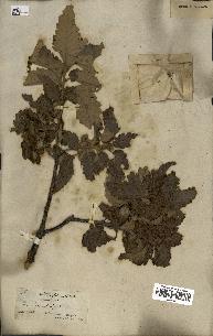 spécimen de Quercus castaneifolia