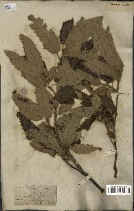 spécimen de Quercus castaneifolia