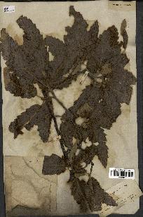 spécimen de Quercus castaneifolia