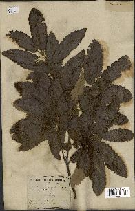 spécimen de Quercus castaneifolia