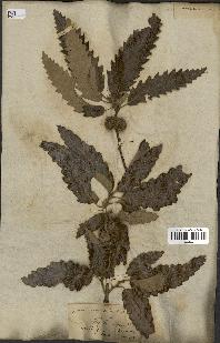 spécimen de Quercus castaneifolia