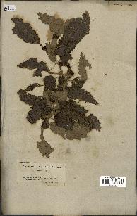 spécimen de Quercus castaneifolia