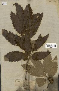 spécimen de Quercus castaneifolia