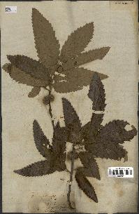 spécimen de Quercus castaneifolia