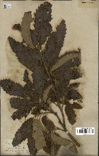 spécimen de Quercus castaneifolia