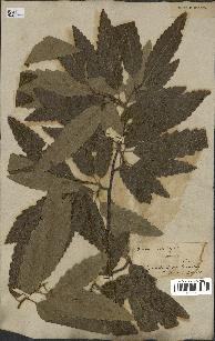 spécimen de Quercus castaneifolia