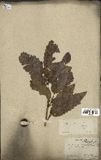 spécimen de Quercus afares