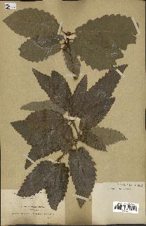 spécimen de Quercus afares