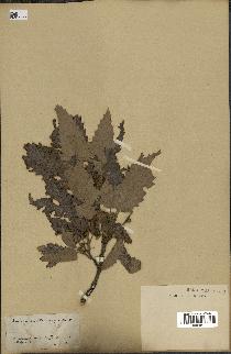 spécimen de Quercus afares