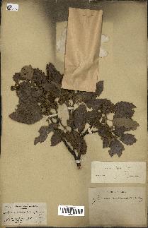 spécimen de Quercus afares