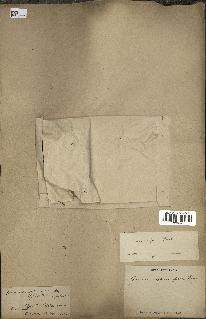 spécimen de Quercus afares