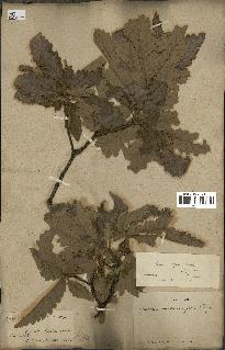 spécimen de Quercus afares