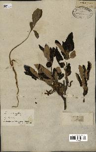 spécimen de Quercus afares