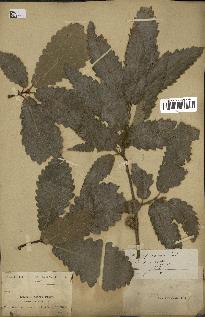 spécimen de Quercus afares