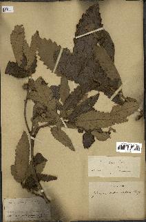 spécimen de Quercus afares